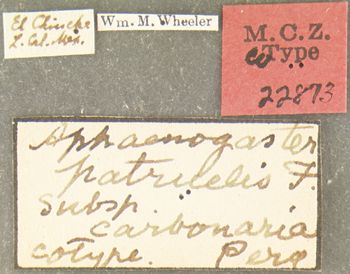Media type: image;   Entomology 22873 Aspect: labels
